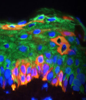 Cellular & Molecular Medicine 